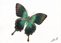 /album/fotogalerie-uvod/papilio-peranthus-2013-format-vetsi-a4-technika-progressa-jpg1/